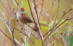 Pale-breasted Spinetail